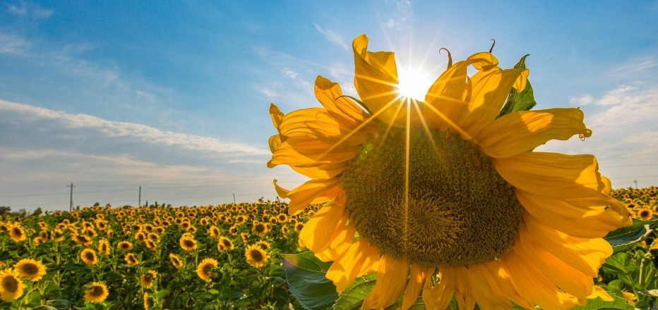 我愿成为:面朝阳光,向着希望,向着太阳成长的向日葵族