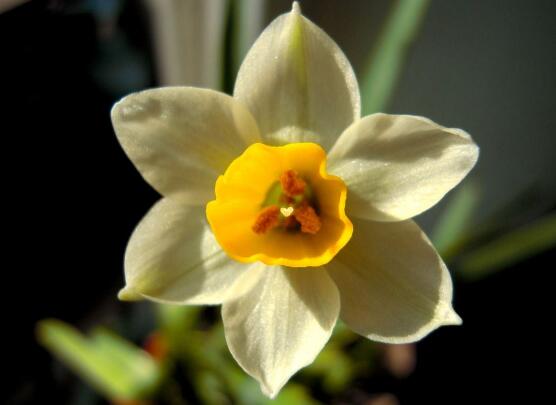 水仙花的花语和象征（一文了解水仙花代表的含义）