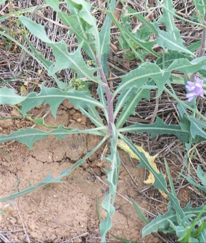 山苦菜简介(山苦菜的植物学特点和主要用途)