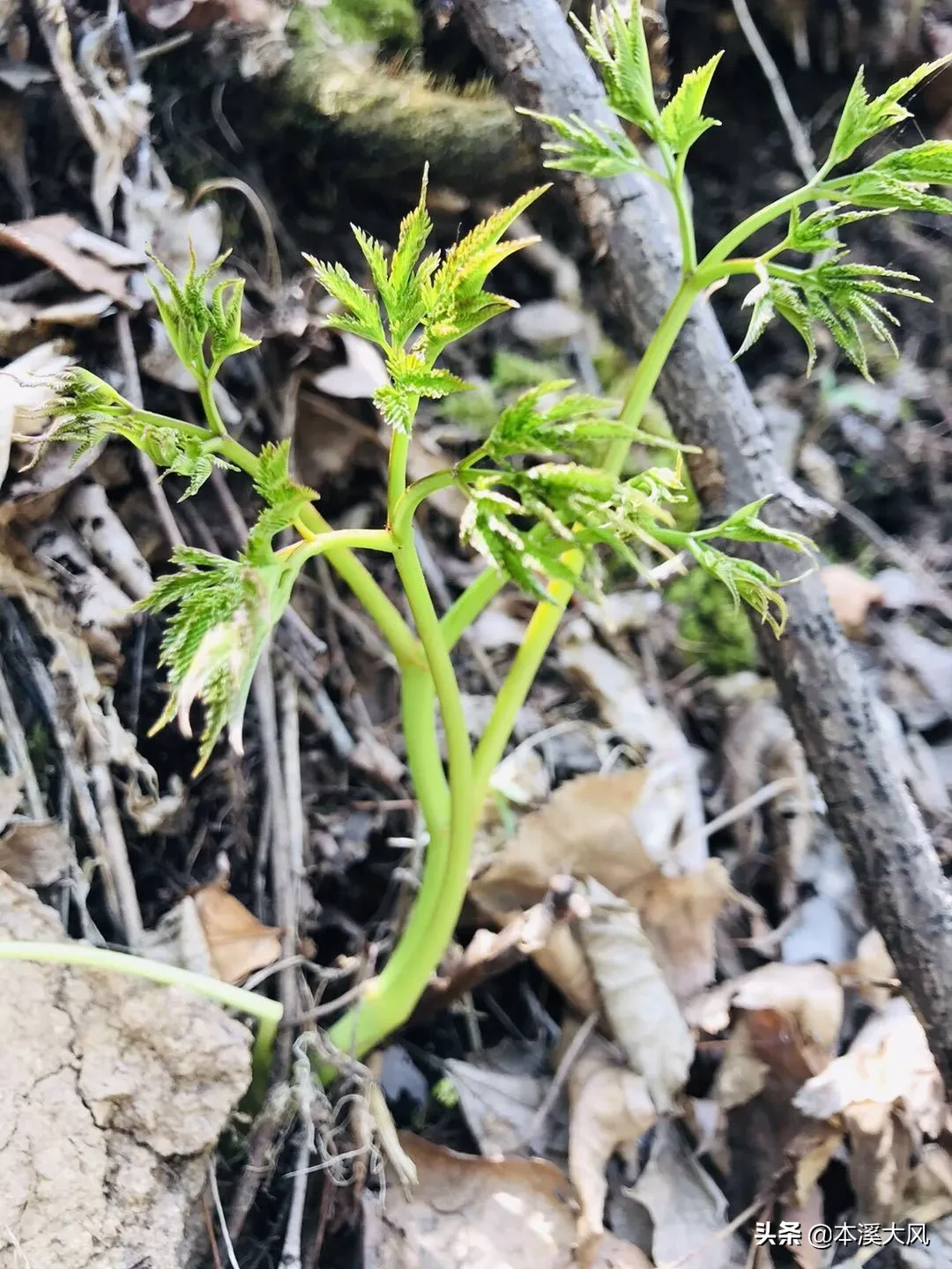 本溪山菜，本溪人的最爱，这个时节你最喜欢吃哪个山菜？