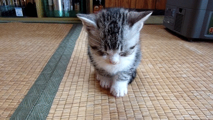 420_236gif 动态图 动图