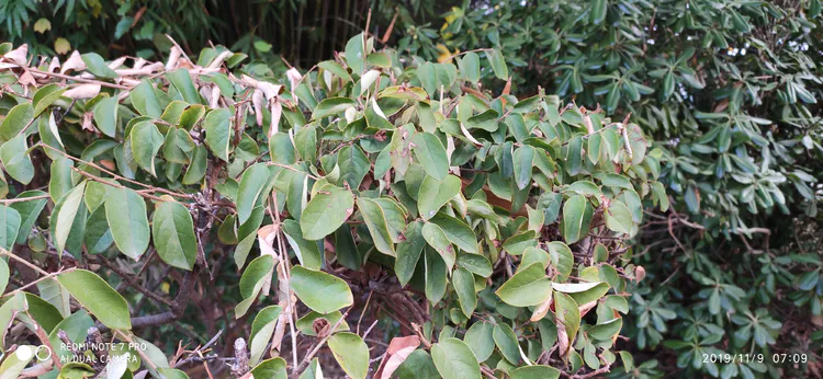 陪你一起看湖北省广水一中①——走进植物王国