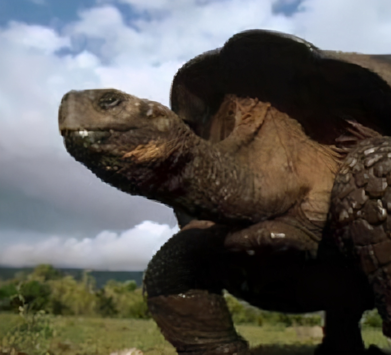 这只百岁象龟，从乾隆年间活到了现代，更是换了3个饲养员