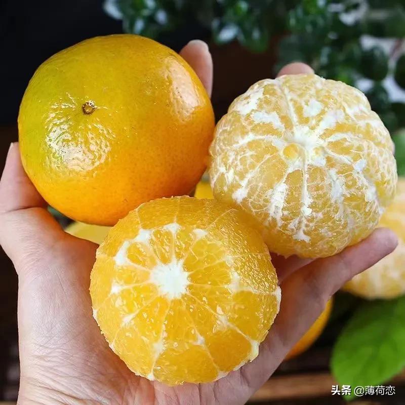 （原创）32种橘橙柚大集合之二，喜欢哪个快来看看哦