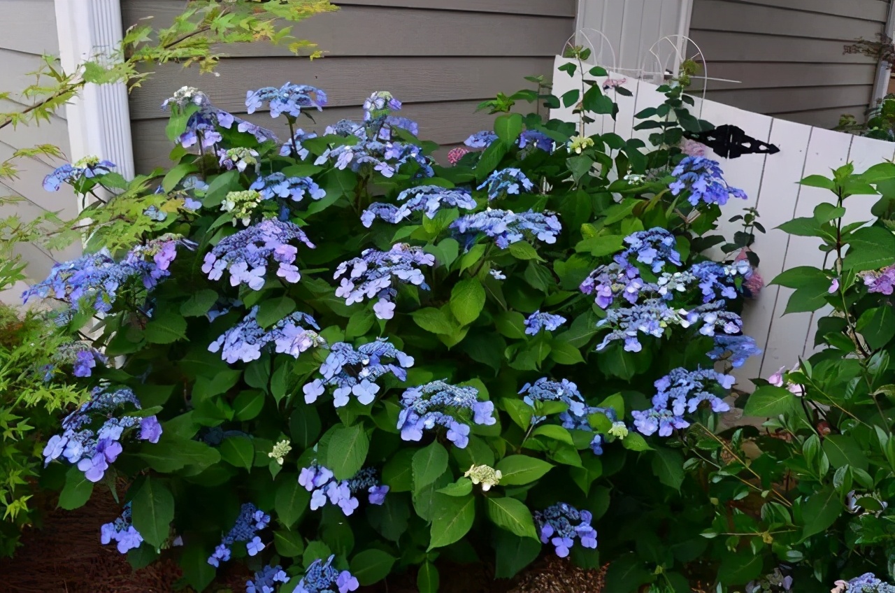 无尽夏是绣球花里当之无愧的"王者",但你知道吗?它有5个品种