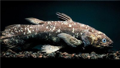 腔棘鱼～恐龙时代的活化石