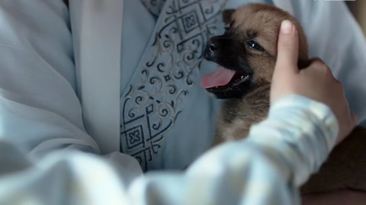 山河令|温周千年之恋16:"这小狗好可爱,它叫什么?""一锅"