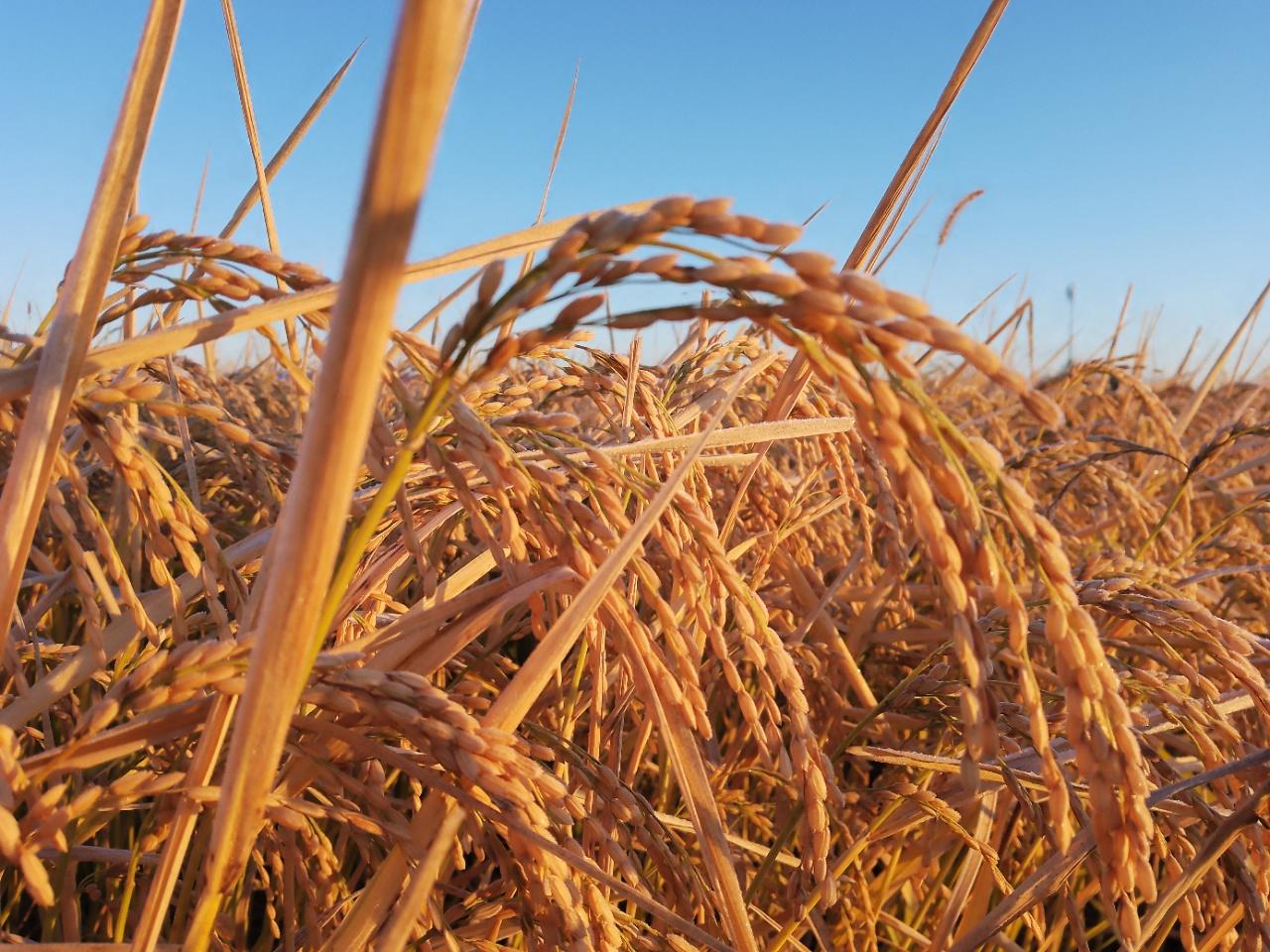 黑龙江肇源县农民研发金奖稻种助农增收5000万元