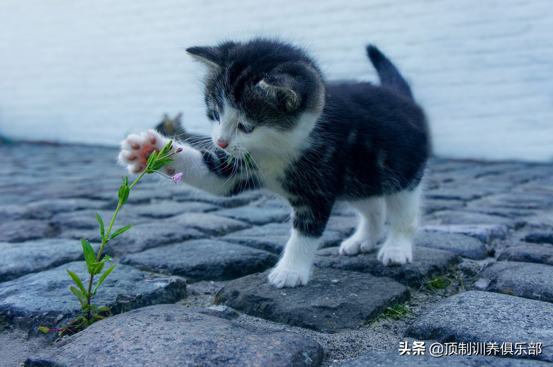 养猫一个月要花多少钱？