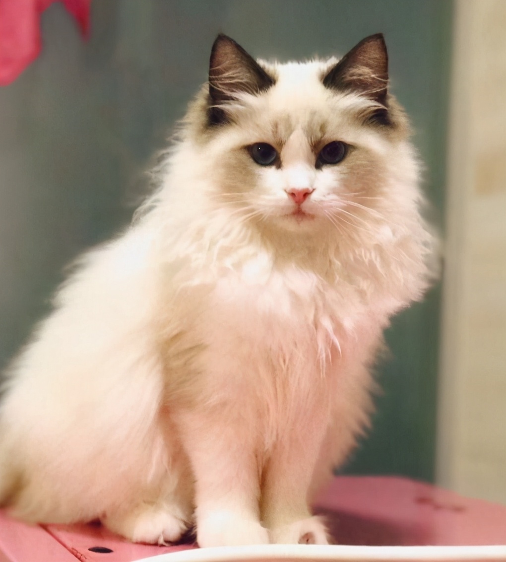 布偶猫最爱吃的10种食物(布偶猫瘦的原因及食物推荐)