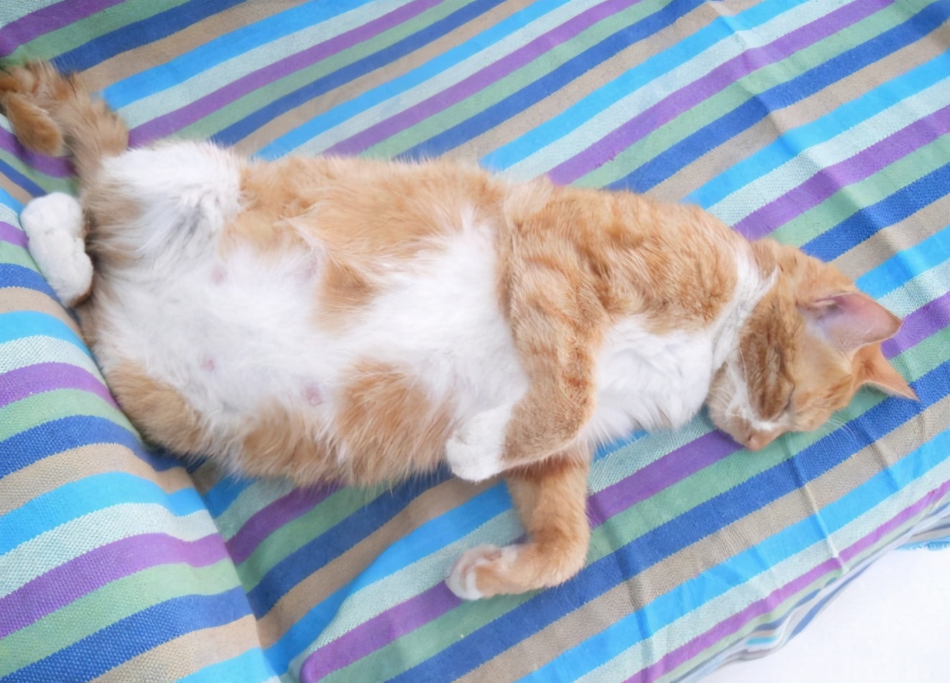 怎样确定母猫怀孕了（猫咪有这几个表现说明它怀孕了）