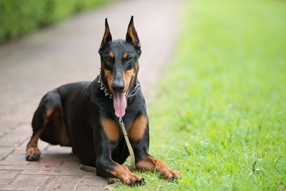 哪种大型犬最适合家养（这5种大型犬养了它们安全感十足）