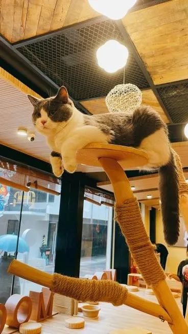 「探GAI」沈阳,那些正被猫治愈的年轻人