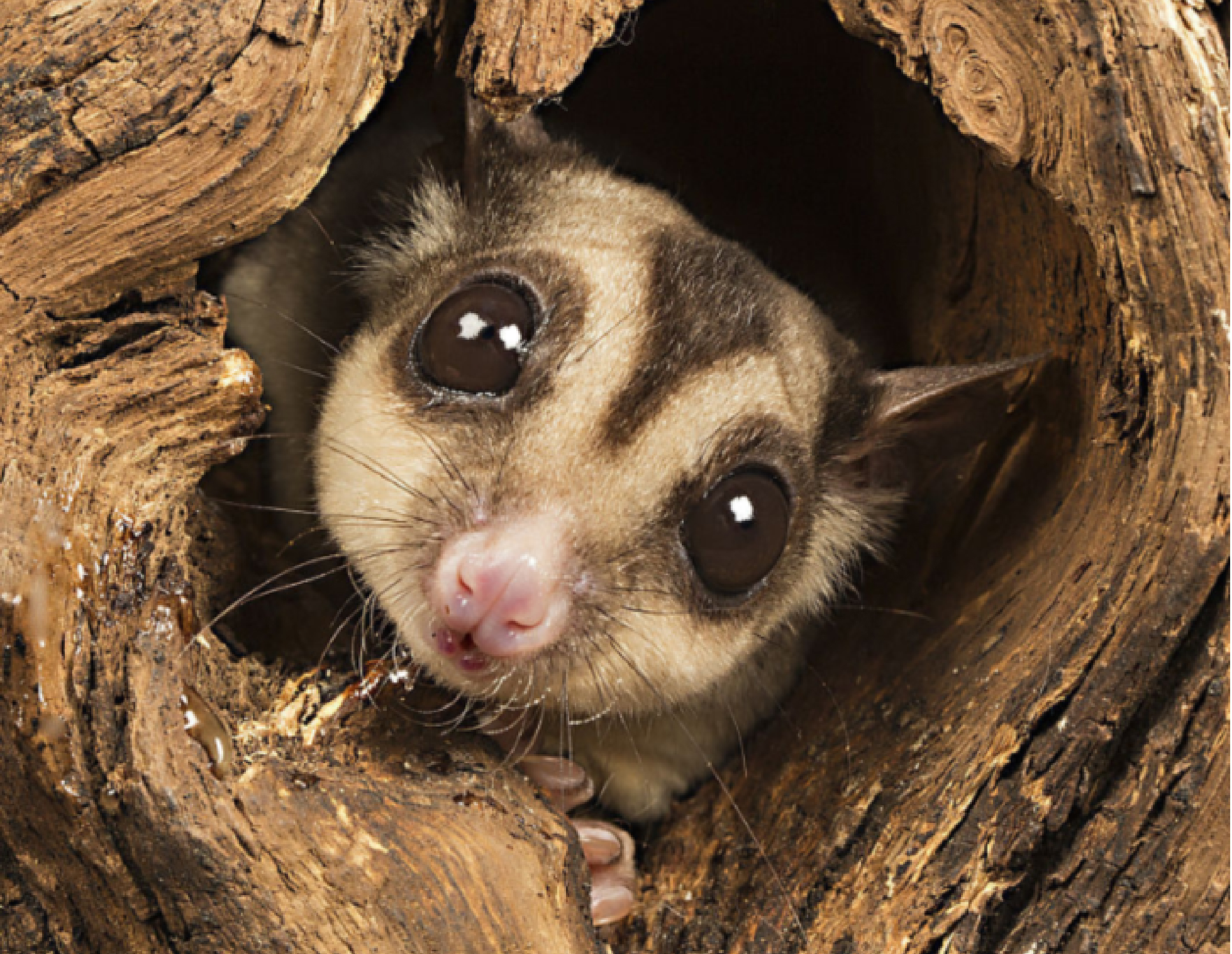 澳洲蜜袋鼯多少钱一只动物界10种萌物