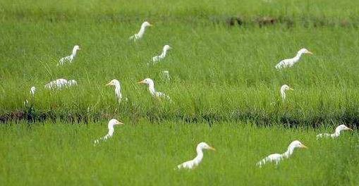 漠漠水田飞白鹭 阴阴夏木啭黄鹂 唐朝诗人王维喜欢偷人诗句吗？