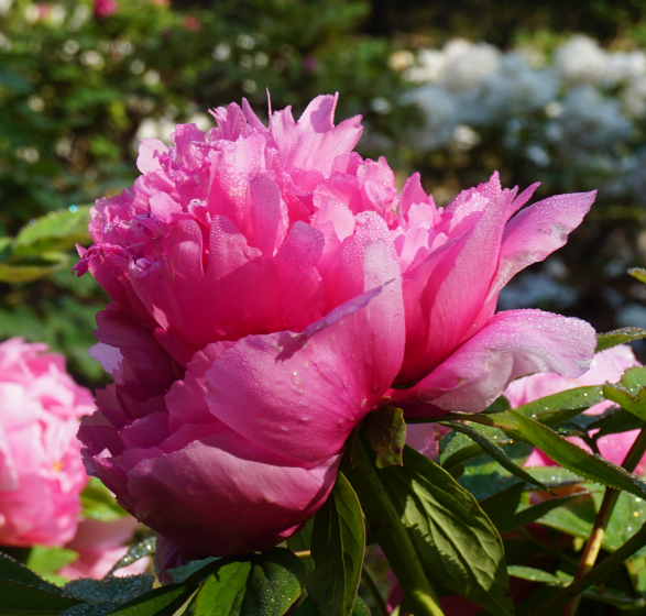 花开富贵唯牡丹，“花中藏花”的牡丹你见过吗？