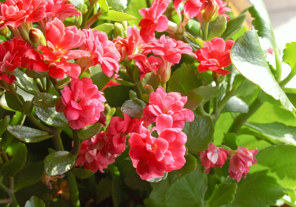 14种"过年花",一个比一个大气美丽,喜庆吉祥,超有幸福感