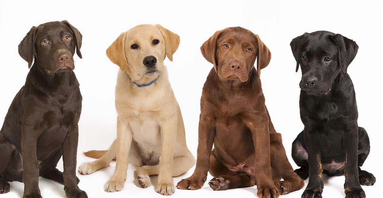 养拉布拉多,千万别养黑色的,有这些"危害"