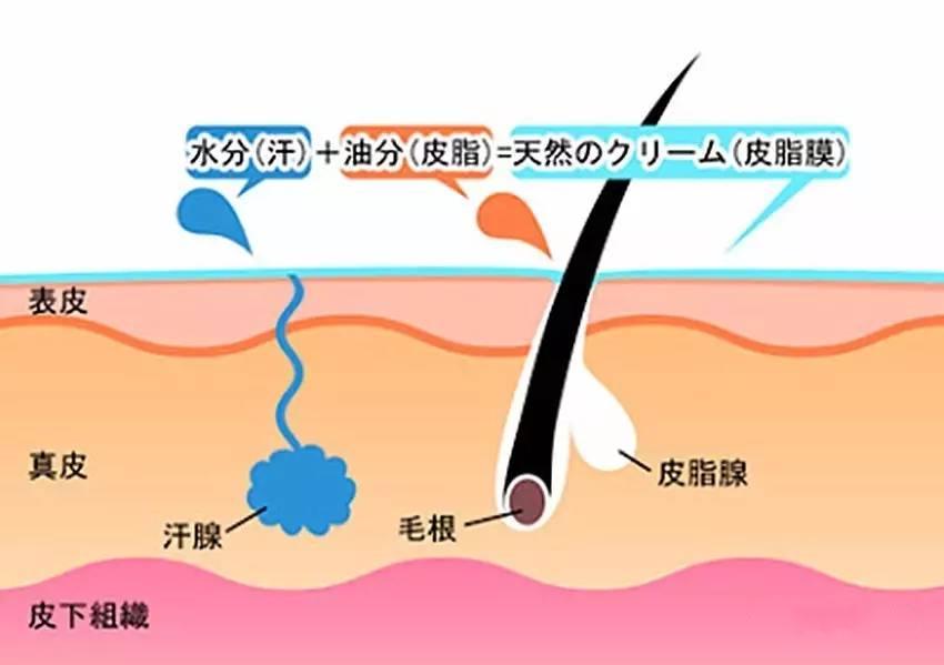 控油在路上！如何拯救你的油性皮肤，清爽整夏？