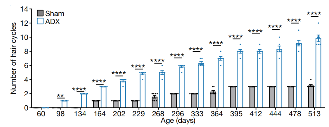 头秃有救了？《自然》最新发现：最简单的办法，或能让你重获浓密头发