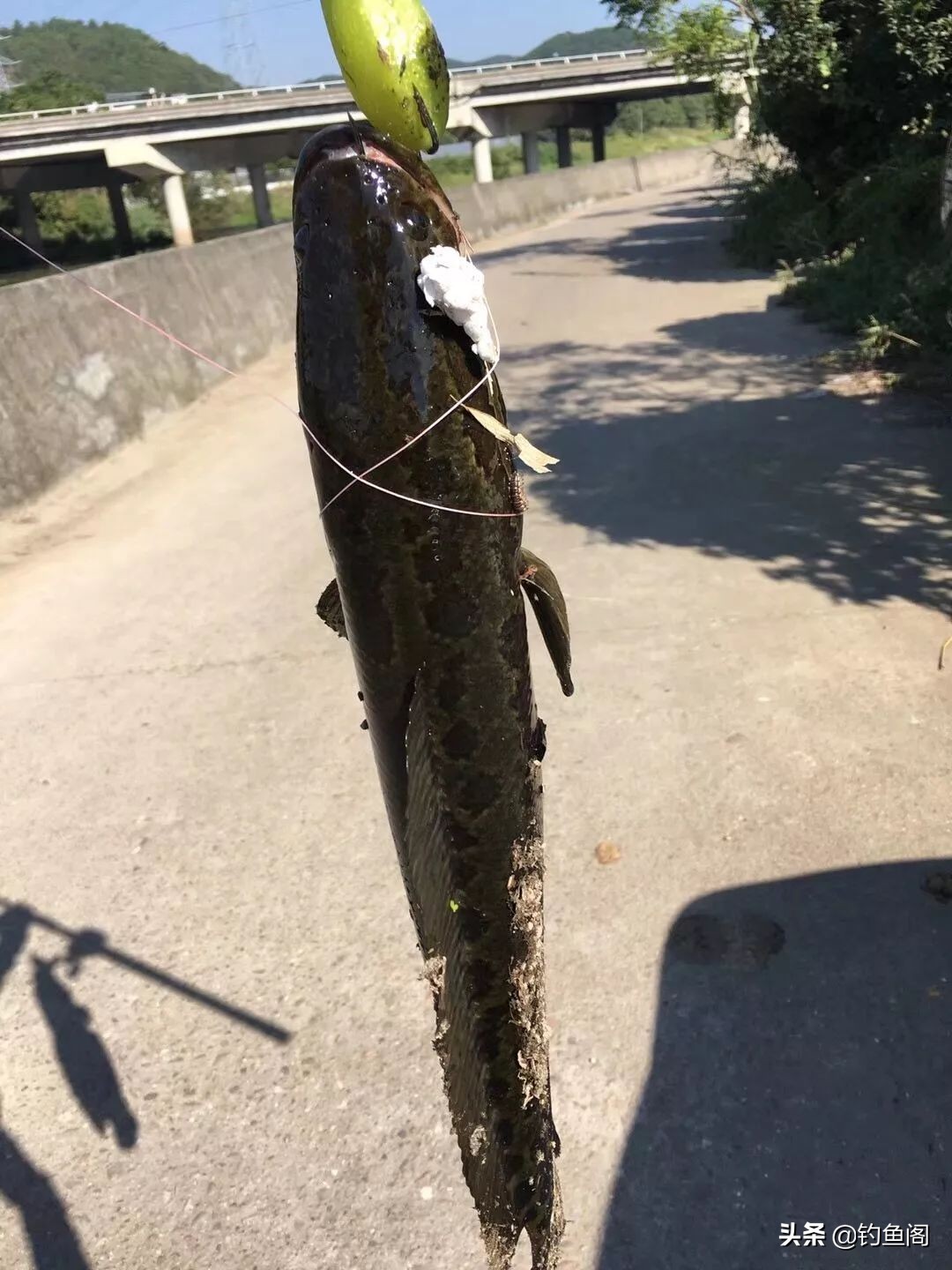 路亞黑魚,