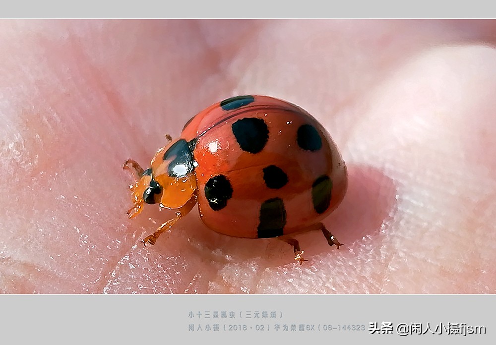 七星瓢虫的种类 分类图片