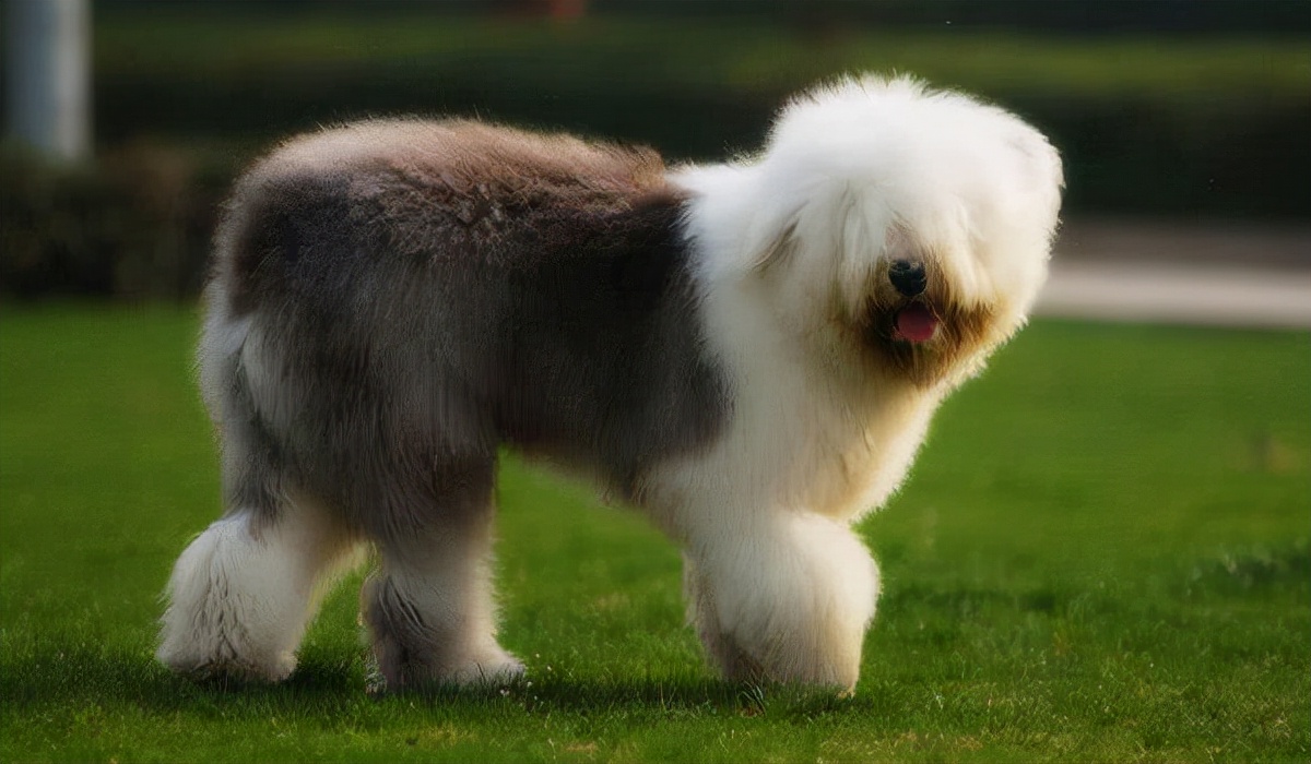 挪威梗约克夏梗马尔济斯犬中型犬古代英国牧羊犬大麦町犬腊肠犬斗牛梗