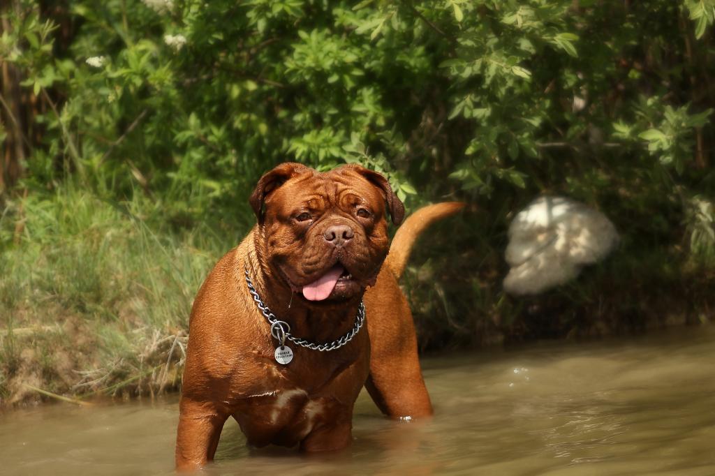 十大猛犬是哪些（世上最凶猛的10大恶犬介绍）