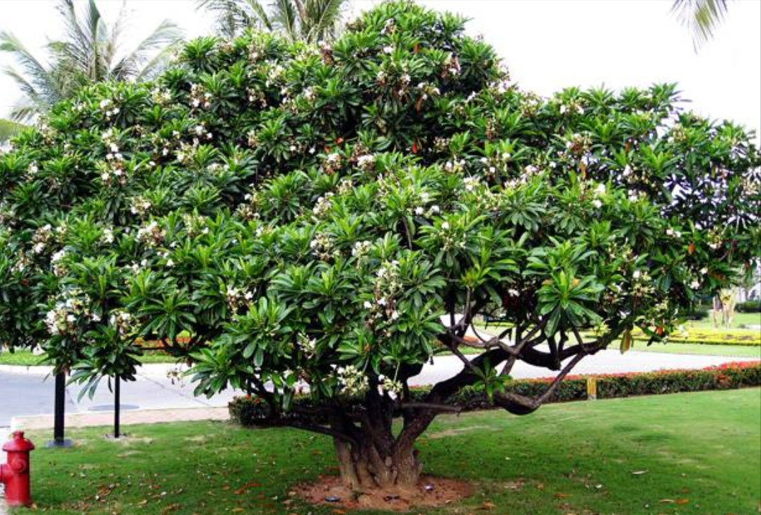 认识植物界的“六大毒树”，看到“绕道走”，涨姿势不吃亏
