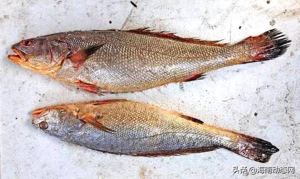 海魚圖片大全,海魚圖片大全及名稱