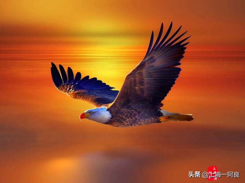 鹰的重生之感悟