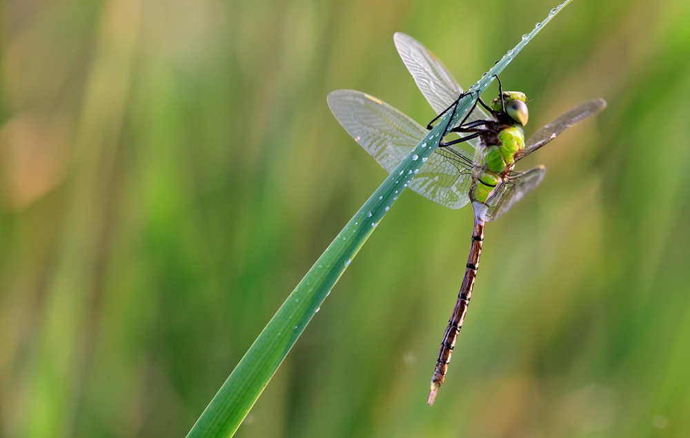 物种百科:碧伟蜓