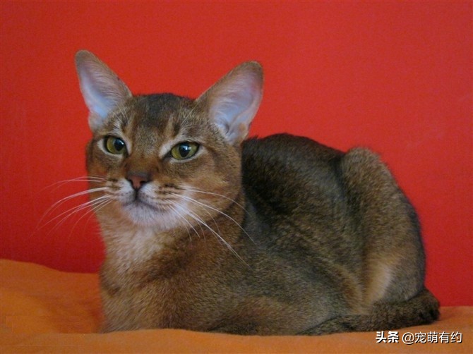 全世界公认的猫中帝王——阿比西尼亚猫，你喜欢吗？