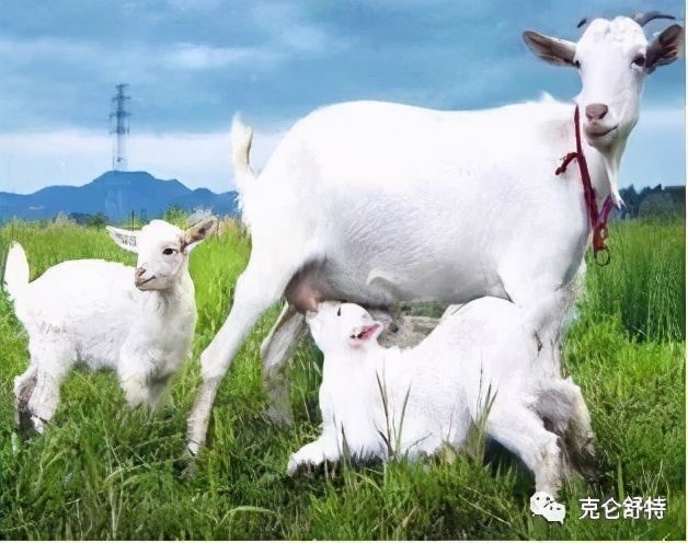 骆驼奶有什么功效和作用(驼奶还可以美容，一个月就能白里透红，你真的相信吗？)