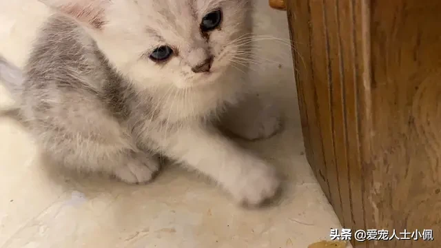 猫咪为什么会流眼泪？是猫咪感觉到了悲伤还是猫咪生病了？