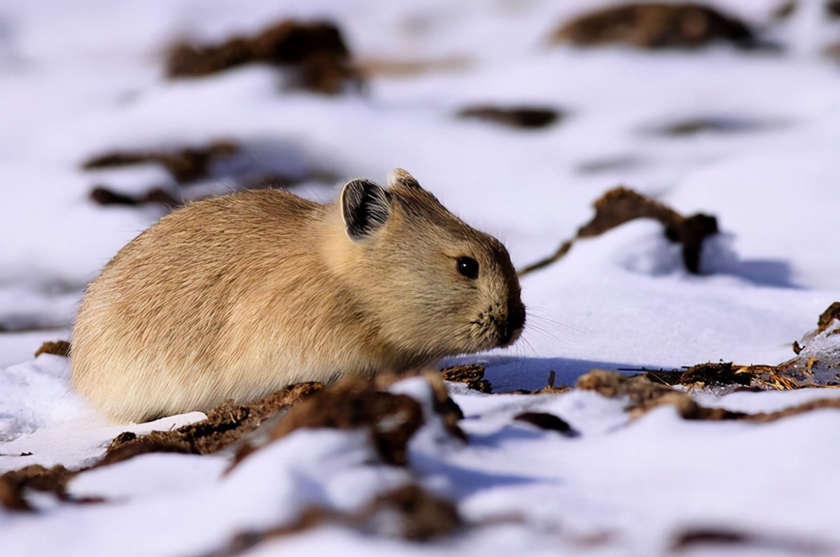 草场退化"元凶",鼠兔不但无过反而有功?被人类大肆捕杀有多冤