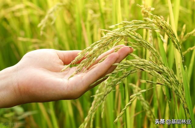 水稻属于什么植物（关于竹稻的研发历程介绍）