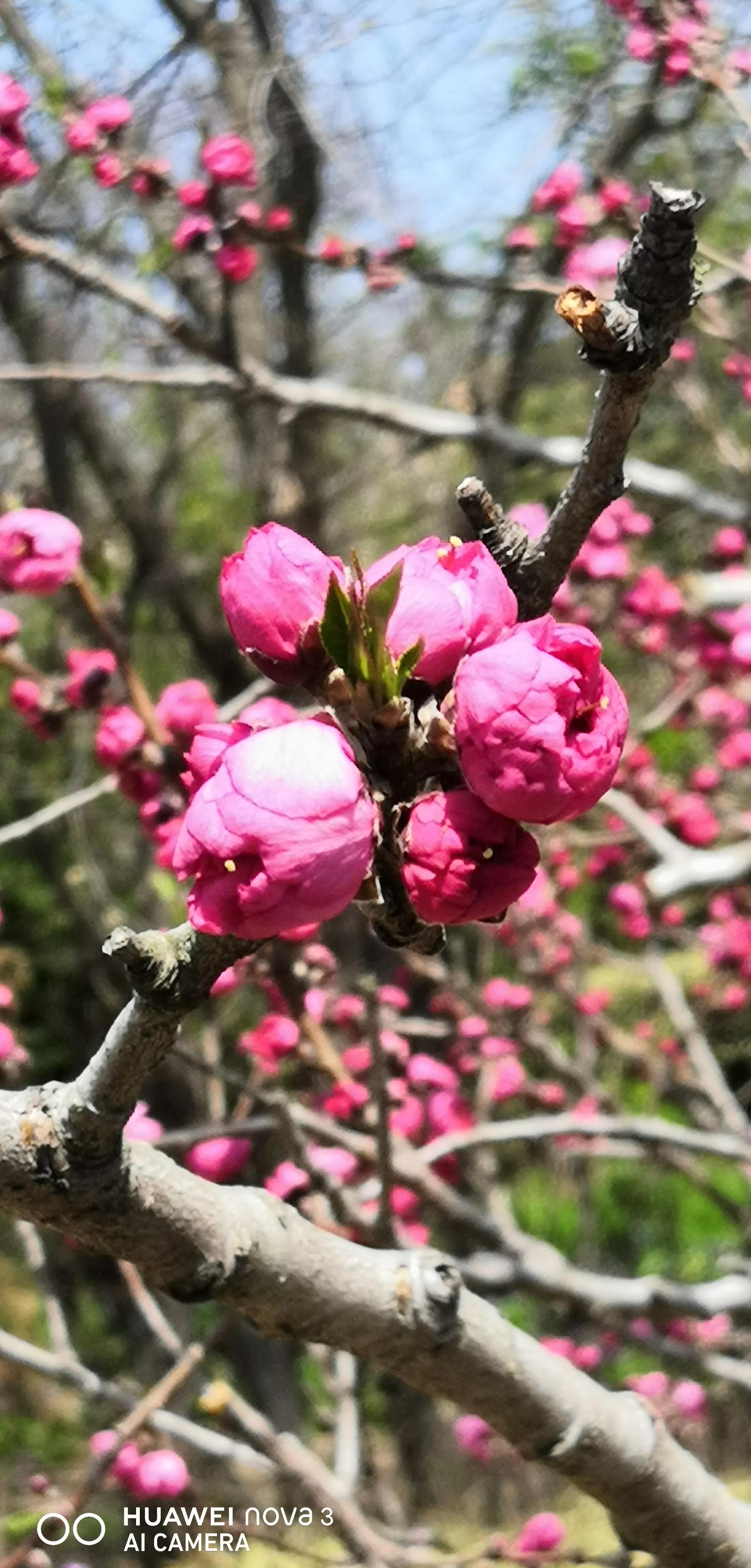 一桌茶点，一壶桃花醉，小径通幽，凉亭向晚