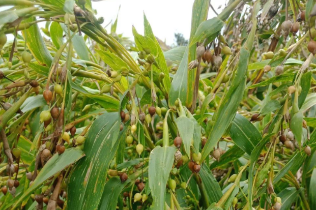 俗称"草珠子",20年前人们采摘做手串,门帘,如今少见