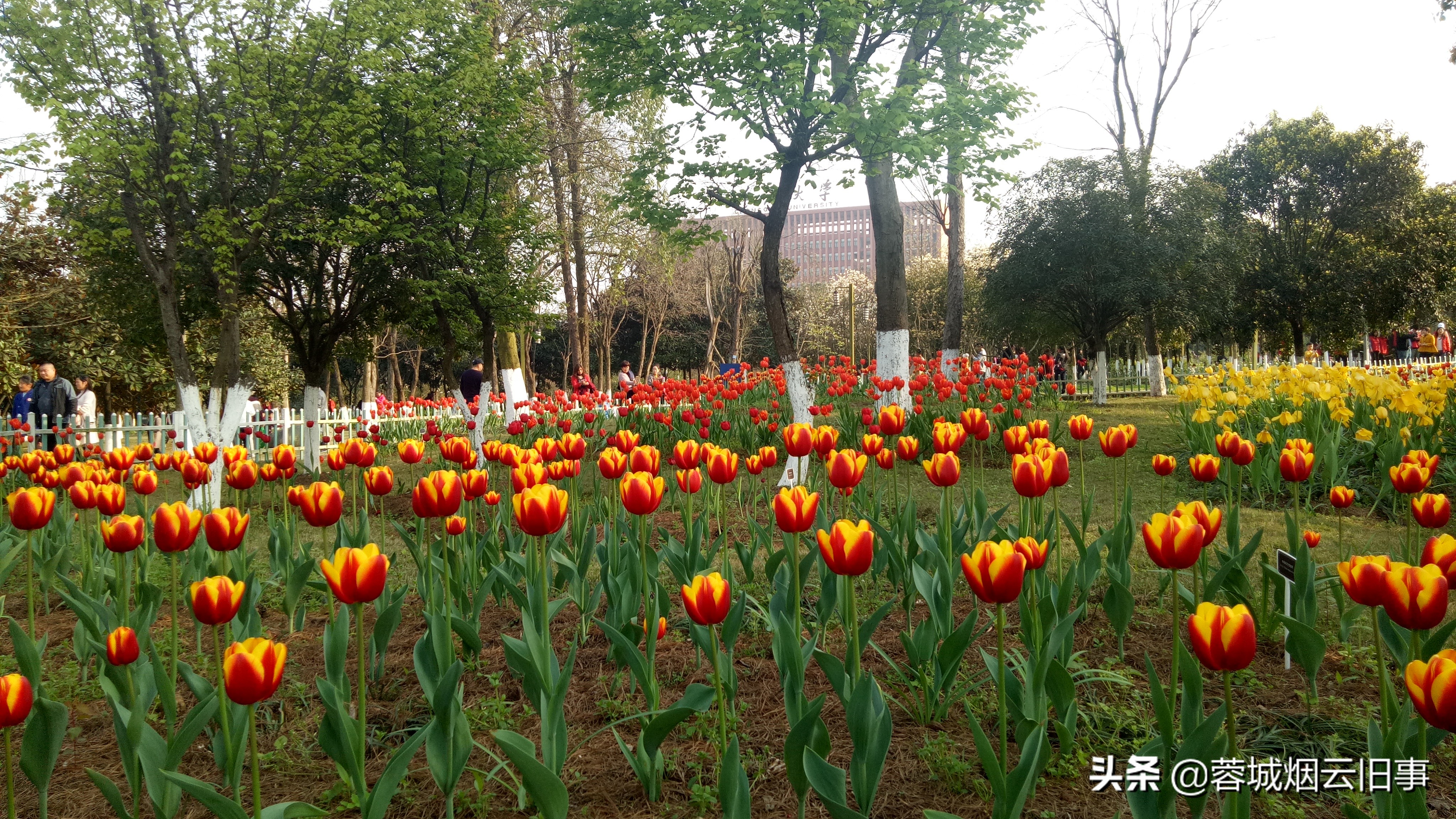 重庆大学城虎溪花园图片