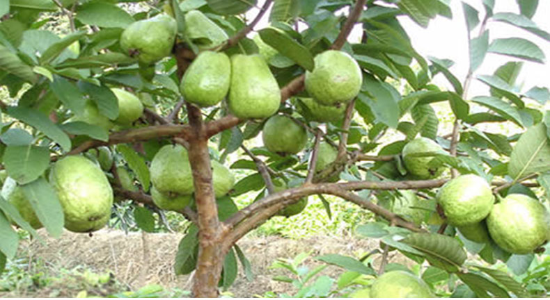 番石榴是一种什么样的果树 番石榴是一种什么水果 - 情书号