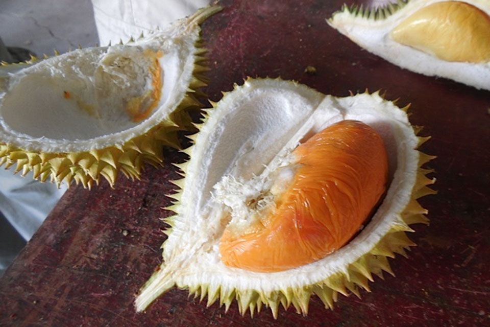 马来西亚十大最受欢迎的榴莲品种