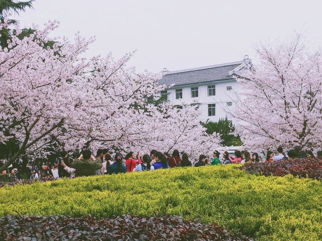 武大：中国最美大学校园，双一流、985、211，武汉大学旅游攻略