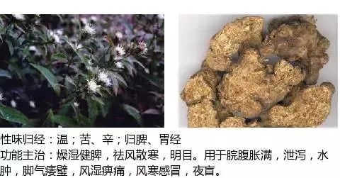 300个中草药图谱（附主治功效），知道一半就太牛了（上）