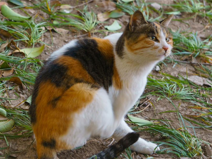 独居动物群居动物和独居动物