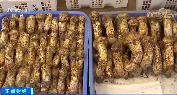 骑虎难下!高端普洱茶严重饱和,天价冰岛老班章还能撑多久?