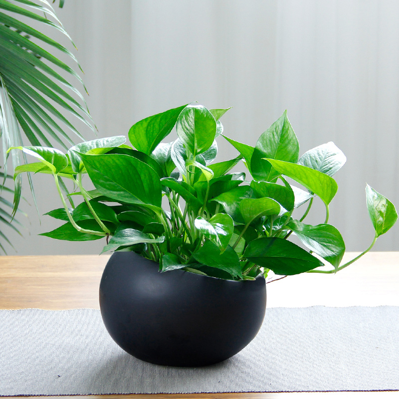 能“养人”的10种花，有的能吸废气、有的可以食用，种了不后悔