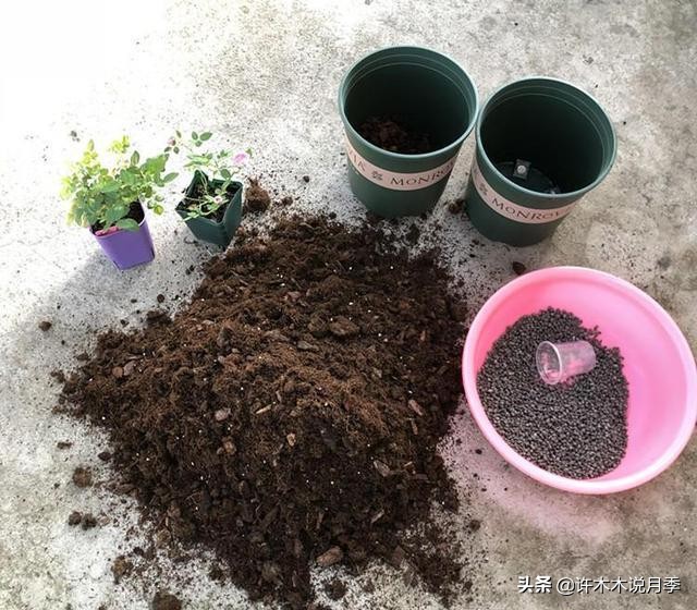 月季從播種到發芽,長葉,開花的全過程操作方法使種子發芽把種子浸泡在