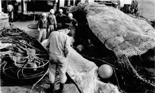 1977年，日本渔船捕捉一头海怪，却被船长丢入海中
