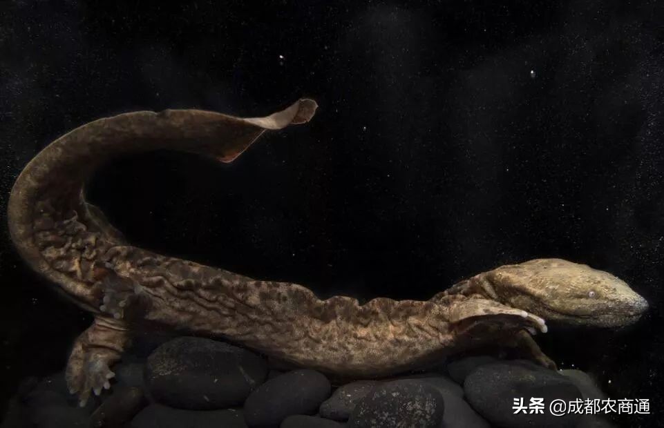 养娃娃鱼犯法吗？吃娃娃鱼犯法吗？